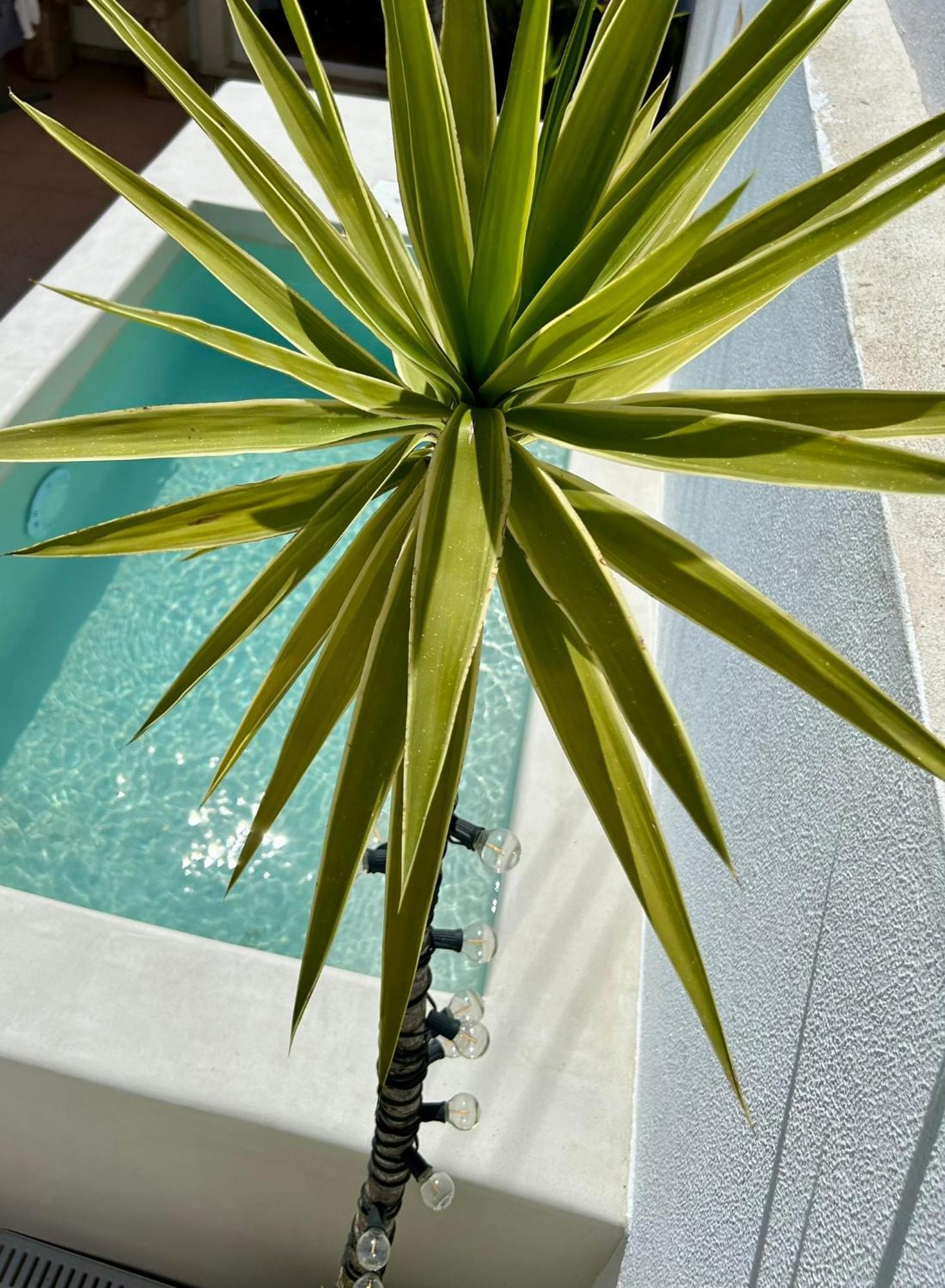 Palmeirinha Guest House シントラ エクステリア 写真